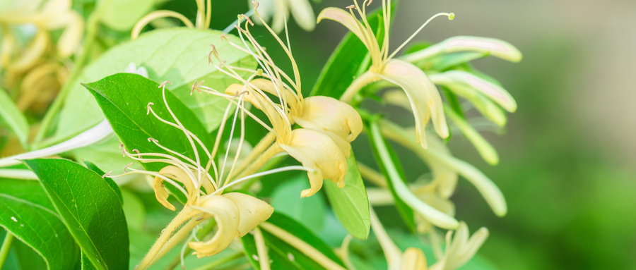 喝白酒以后可以喝金银花吗？金银花解酒吗