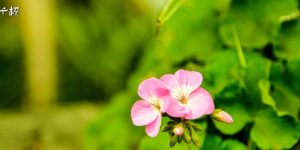 能用普通白酒浇花吗？白酒适合浇哪些花