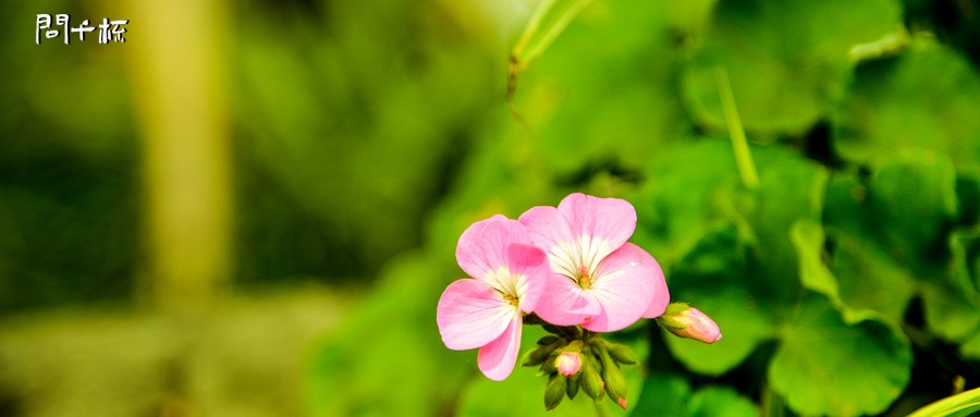 能用普通白酒浇花吗？白酒适合浇哪些花