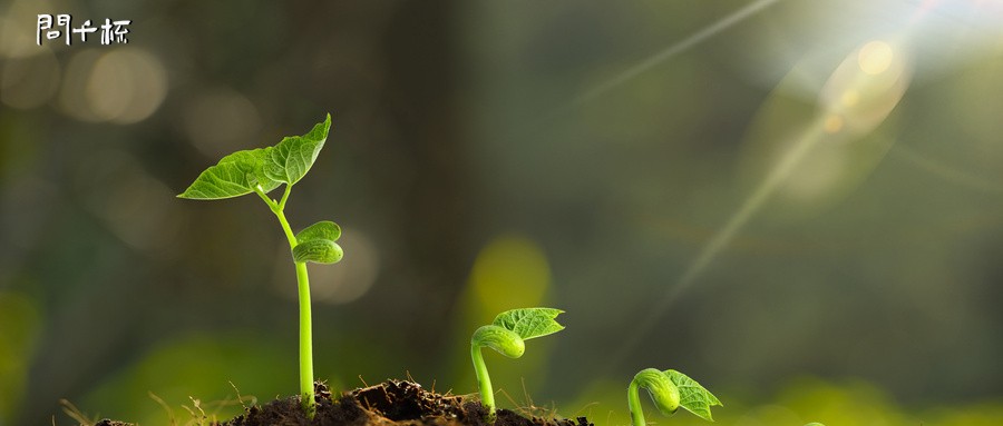 白酒兑水可以浇植物根部吗？植物为什么早晚浇水